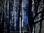 In the trees In the trees